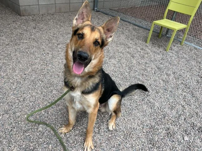 An adult large-sized male German Shepherd Dog dog named Fletcher for adoption in Phoenix, AZ