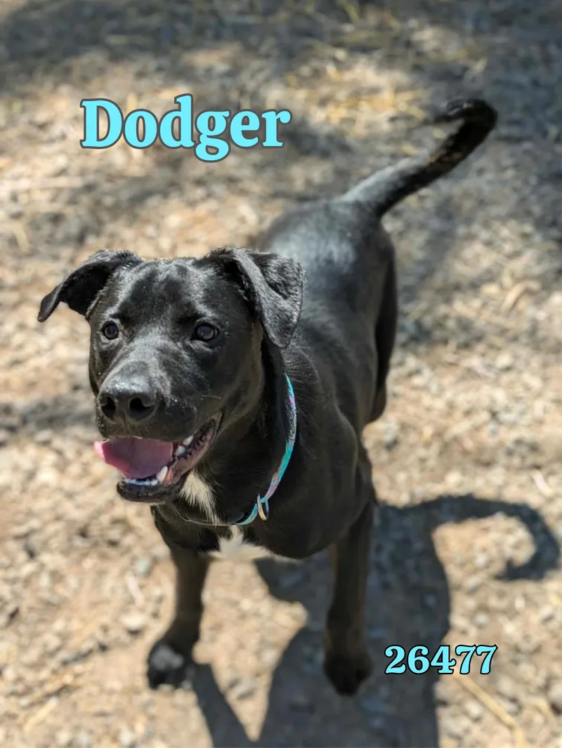 A young medium-sized male Black Black Labrador Retriever dog named Dodger for adoption in Oak Ridge, TN