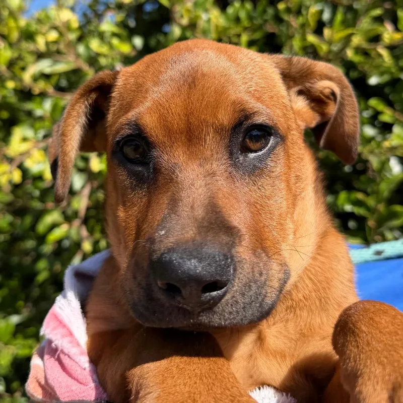 A baby small-sized female Red / Chestnut / Orange Pit Bull Terrier dog named Caramel for adoption in Santa Barbara, CA