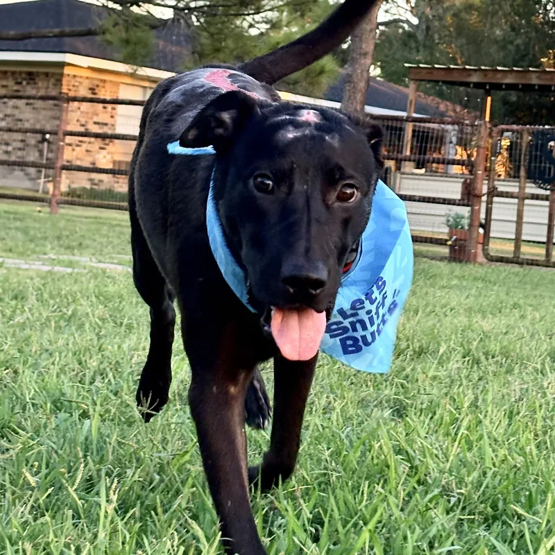 A young large-sized male Black Labrador Retriever dog named Trooper for adoption in Liverpool, TX