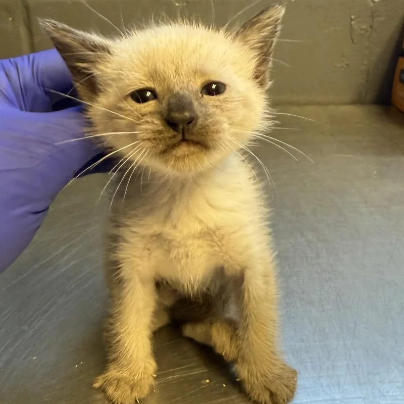 A baby small-sized female Cream / Ivory Domestic Short Hair cat named Cleo for adoption in Tuscaloosa, AL