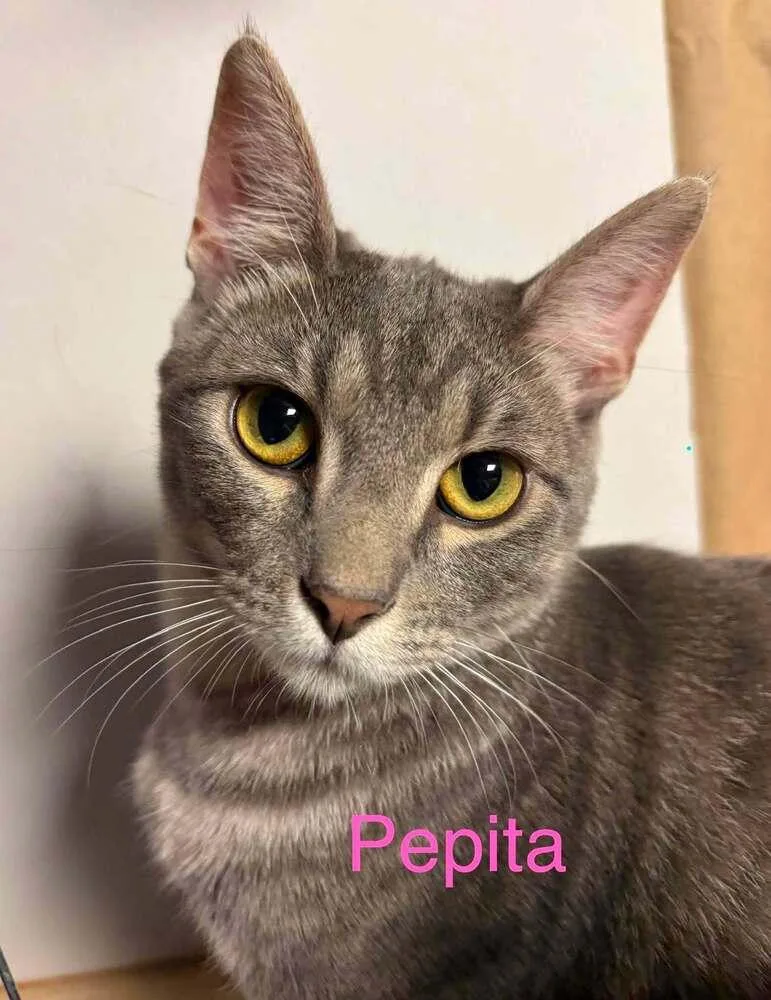A baby small-sized female Domestic Short Hair cat named Pepita Hale for adoption in Peoria, IL