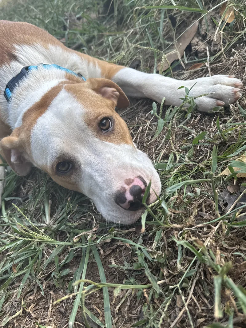 A young medium-sized male Yellow / Tan / Blond / Fawn Catahoula Leopard Dog dog named Ginger for adoption in Antioch, TN