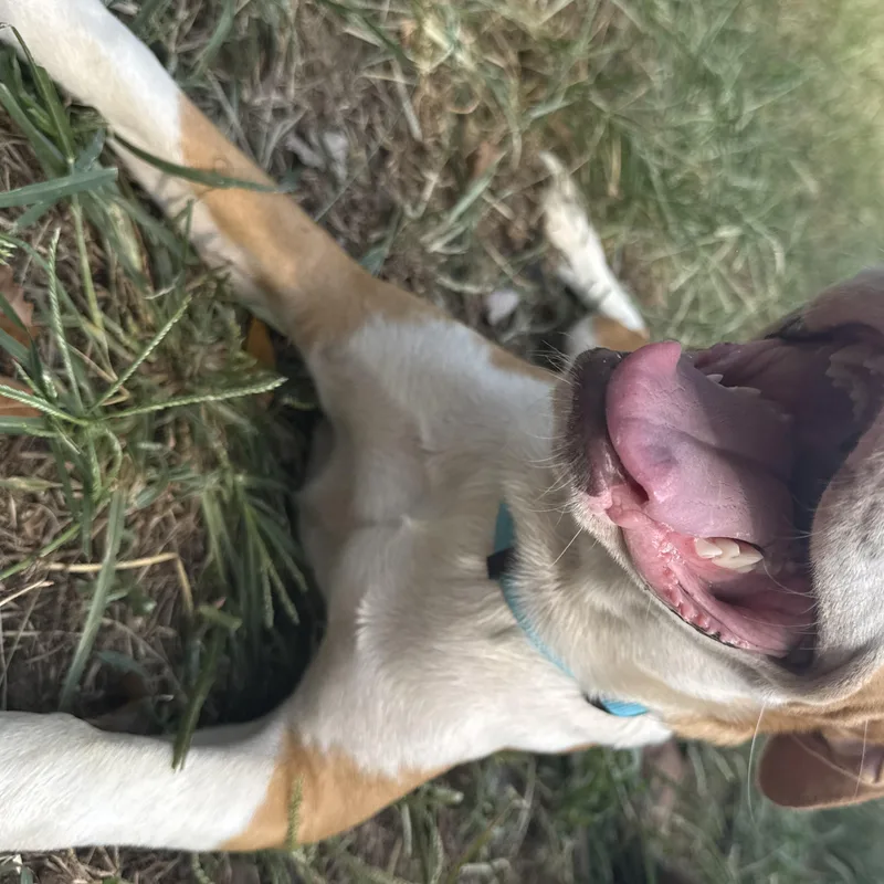 Ginger thumbnail 3