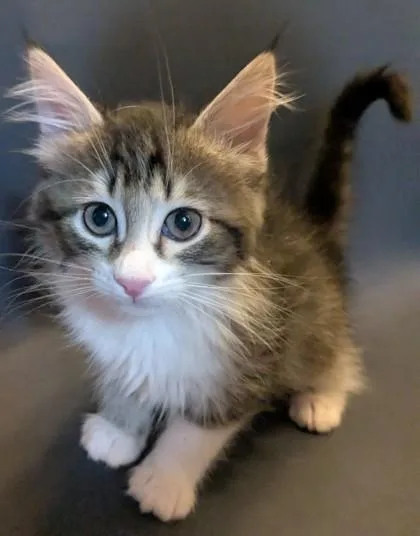 A baby small-sized female Domestic Medium Hair cat named Yumi for adoption in Divide, CO