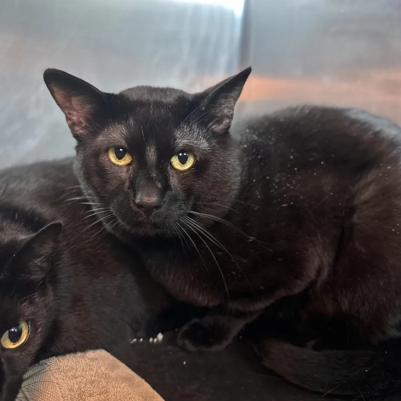 An adult large-sized male Black Domestic Short Hair cat named Aramis for adoption in Matteson, IL
