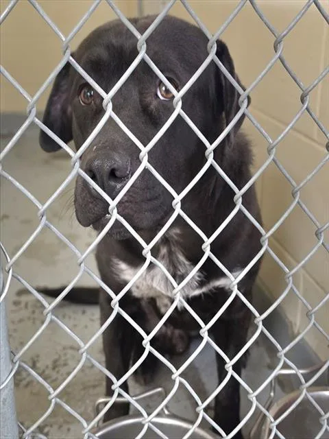 An adult large-sized male Pit Bull Terrier dog named Leo for adoption in Anchorage, AK