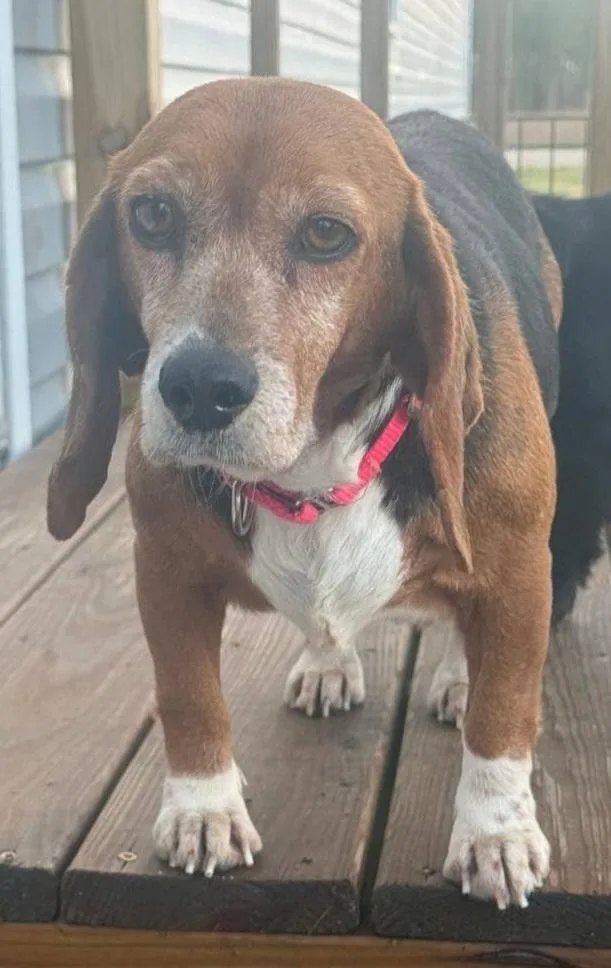 An adult small-sized female Tricolor (Brown, Black, & White) Beagle dog named Paislee for adoption in Macclesfield, NC