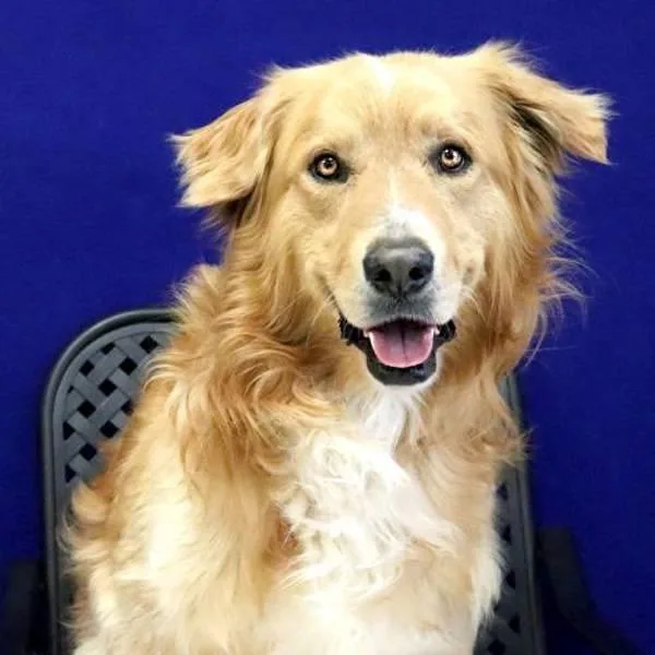 An adult large-sized male Golden Retriever dog named Kodak for adoption in Midland, TX