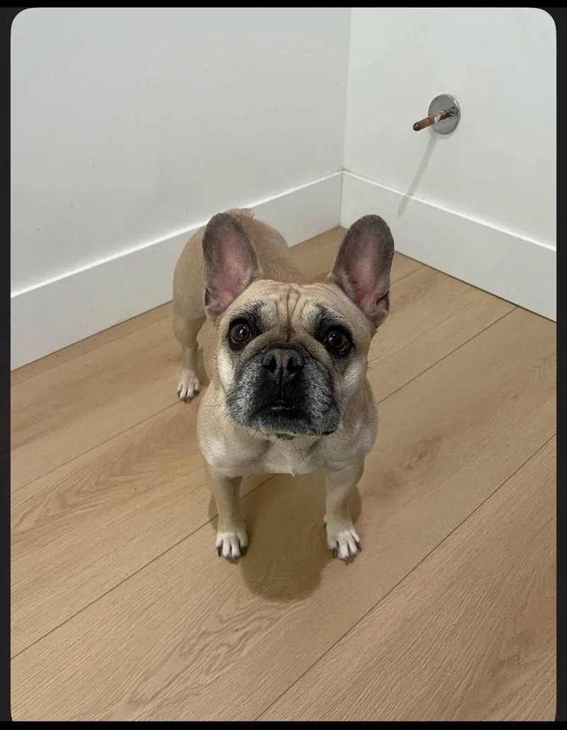 An adult small-sized male Yellow / Tan / Blond / Fawn French Bulldog dog named Frankie for adoption in San Tan Valley, AZ