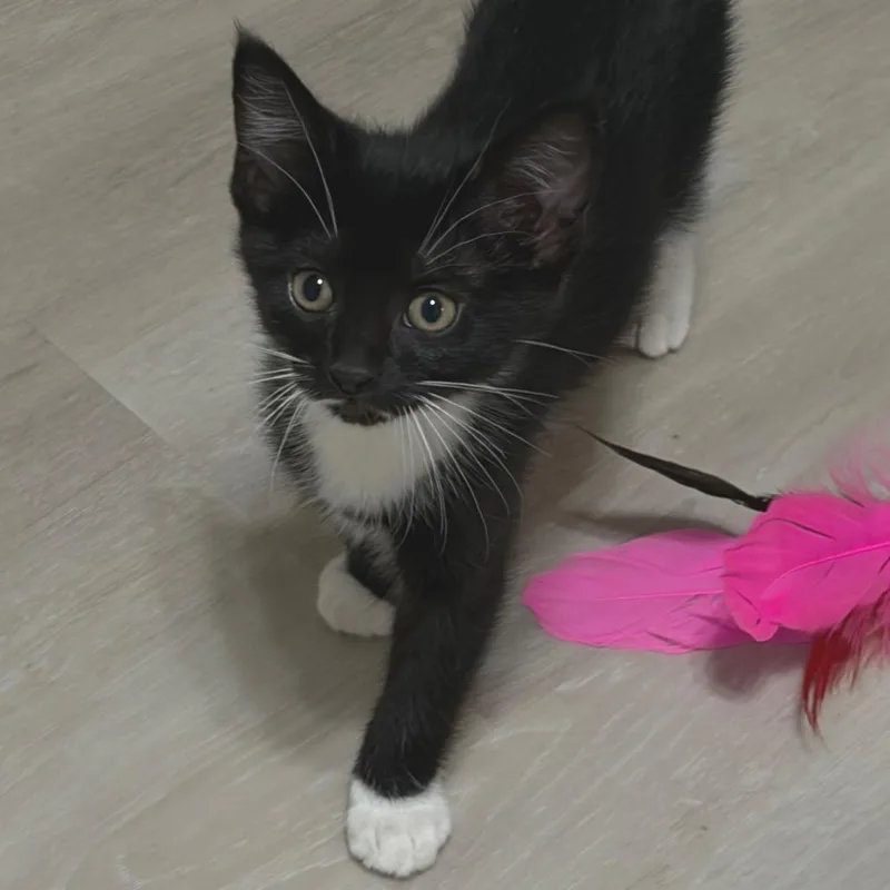Eloise
