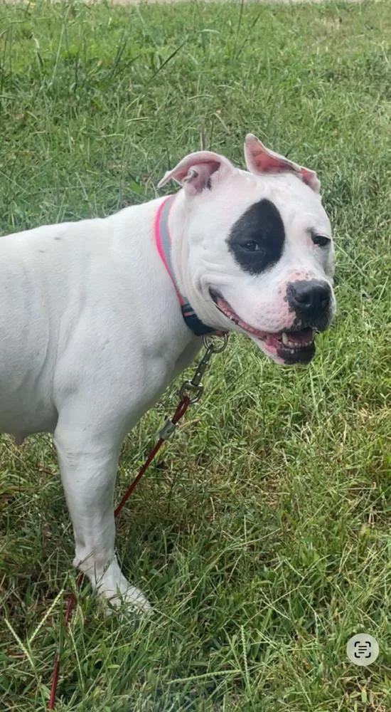 An adult medium-sized female Staffordshire Bull Terrier dog named Mia for adoption in Candler, NC