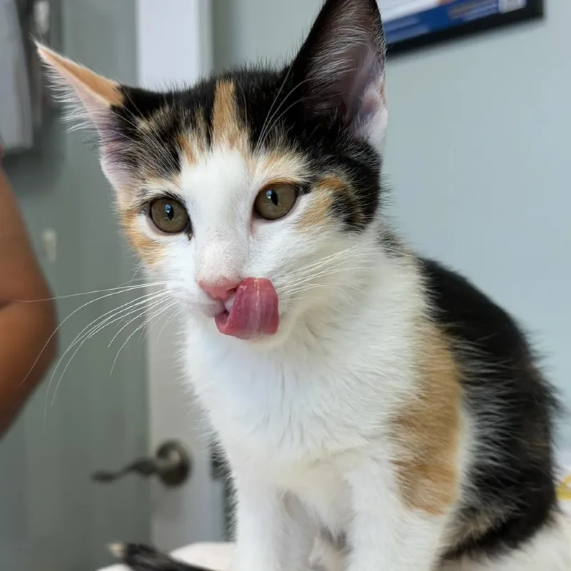 A baby small-sized female Domestic Short Hair cat named Gloria for adoption in Cumming, GA