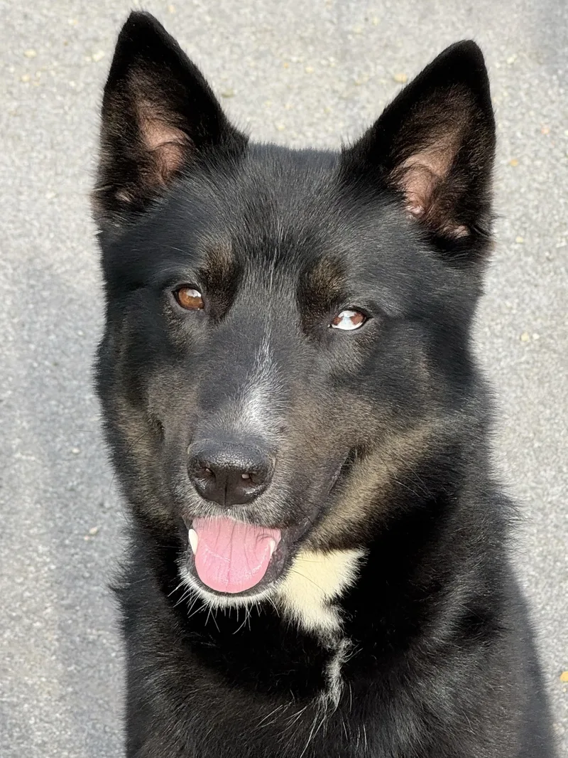 An adult medium-sized male Black Border Collie dog named Ace for adoption in Anderson, IN