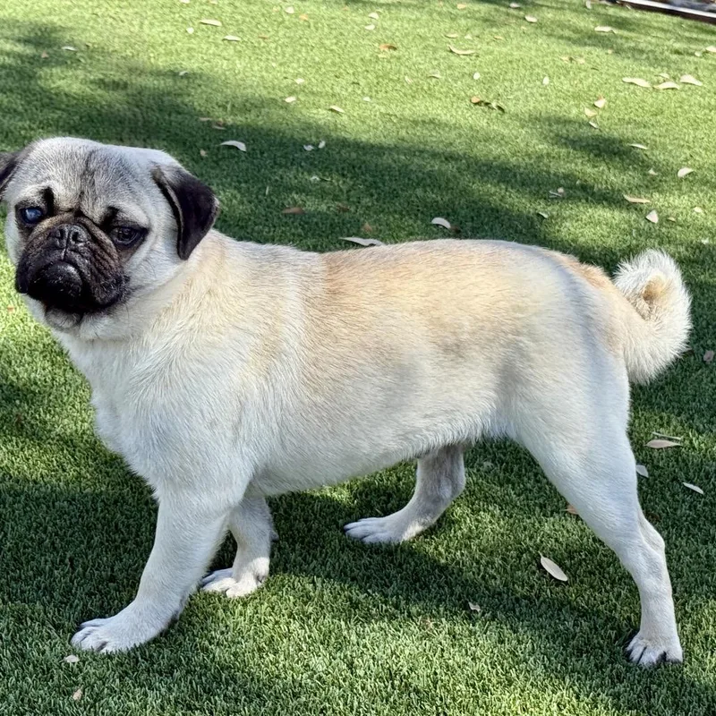 Drumstick: I Like Chickens thumbnail 3