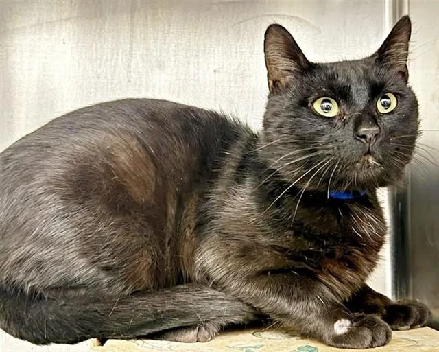 A young small-sized male Domestic Short Hair cat named Slick for adoption in Saint Louis, MO