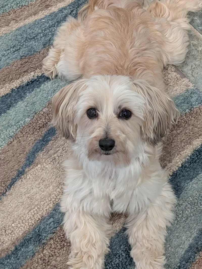 An adult small-sized female Apricot / Beige Maltese dog named Trixie for adoption in Greensboro, NC