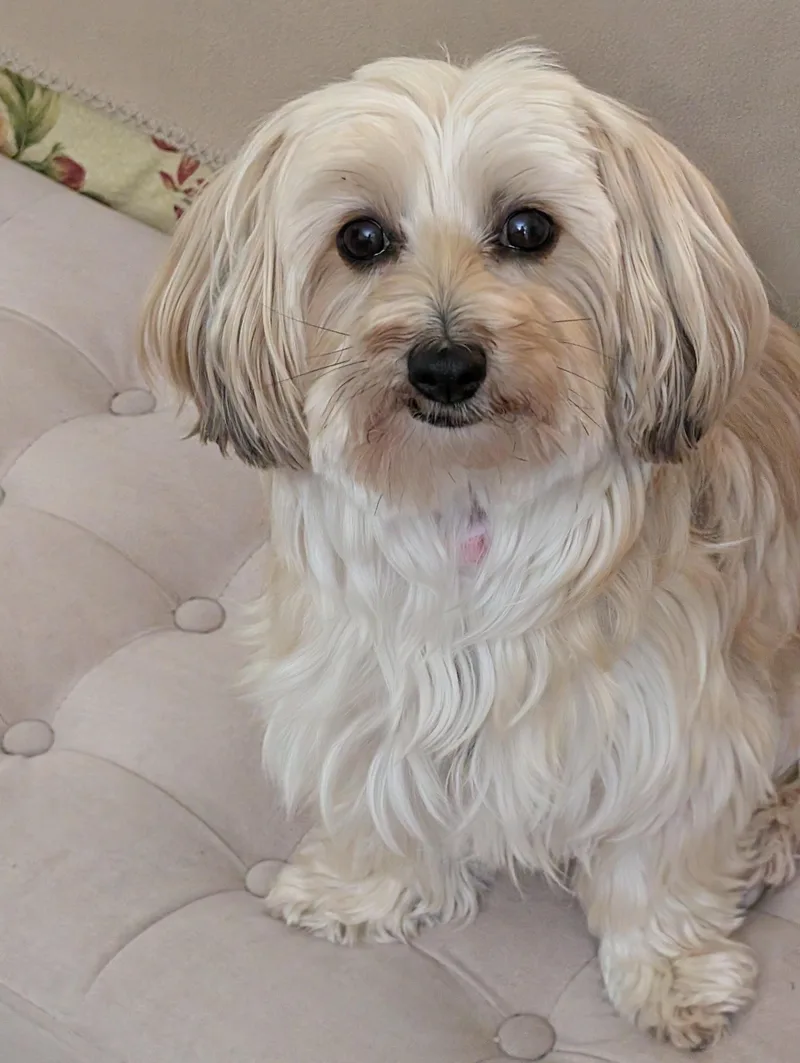 Trixie thumbnail 3