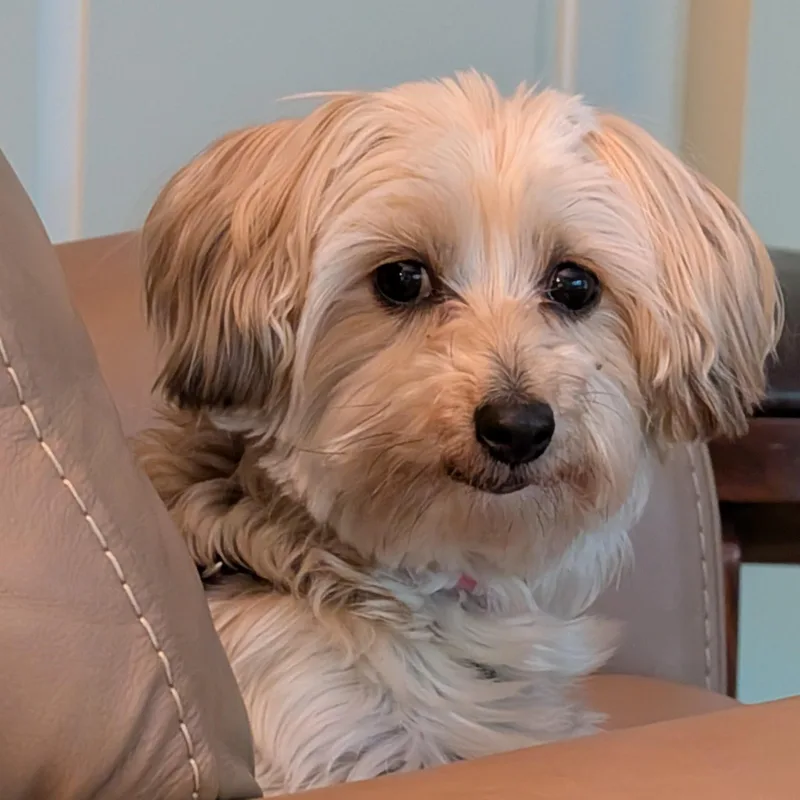 Trixie thumbnail 4