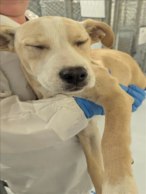 A baby small-sized female Labrador Retriever dog named Bourbon for adoption in Conroe, TX