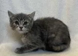 A young medium-sized female Domestic Short Hair cat named Coco for adoption in Buffalo, MN