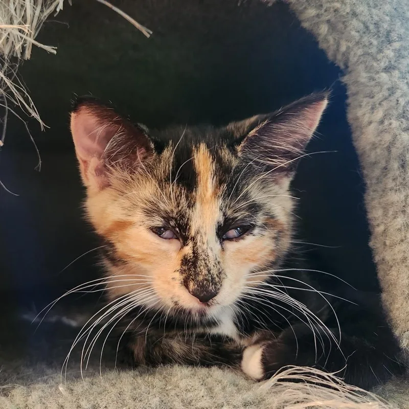 A baby small-sized female Calico Domestic Short Hair cat named Romaine for adoption in Evanston, IL