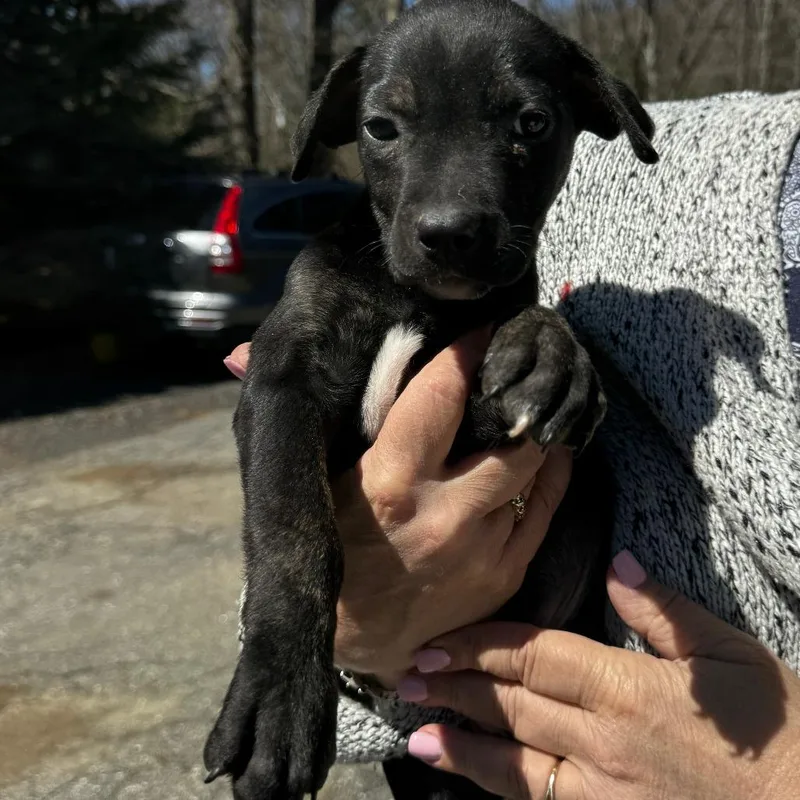 Ny Erika Avail Apr thumbnail 2