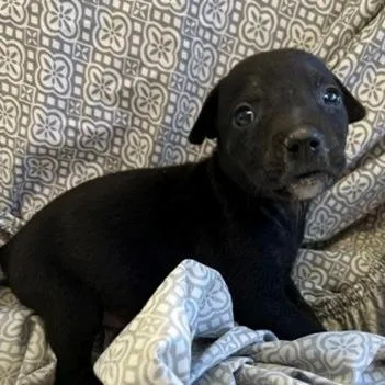 Ny Erika Avail Apr thumbnail 3