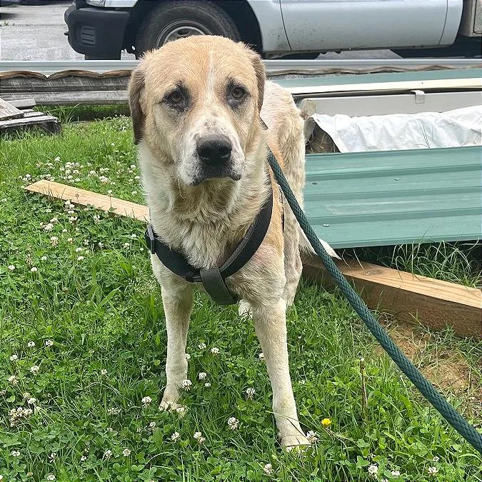 An adult large-sized female White / Cream Mixed Breed dog named Celeste for adoption in Chattanooga, TN