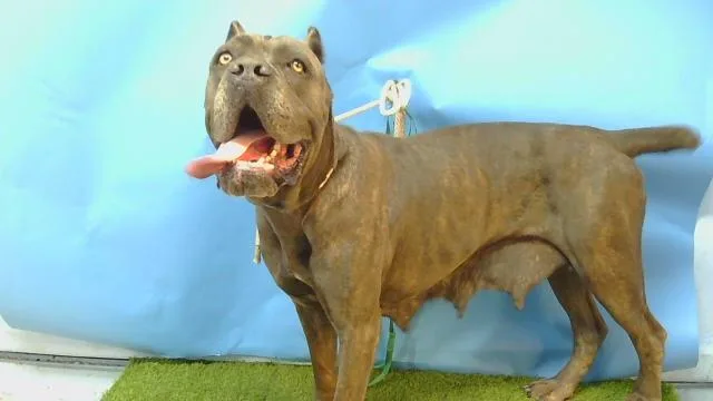 An adult extra large-sized female Cane Corso dog named Apalonia for adoption in Gardena, CA
