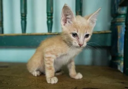 A baby small-sized female Domestic Short Hair cat named Anchovy for adoption in San Antonio, TX