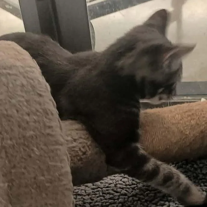 A baby medium-sized female Tabby (Gray / Blue / Silver) Domestic Short Hair cat named Cutie for adoption in Grove City, OH