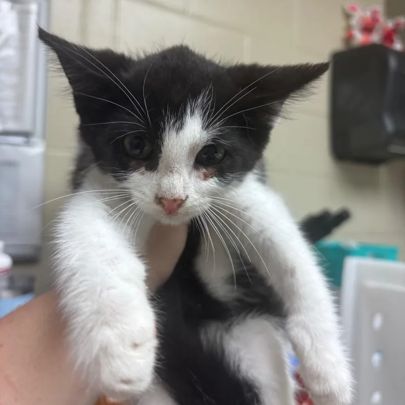 A baby small-sized male Black Domestic Short Hair cat named Soy Bean for adoption in Columbus, GA