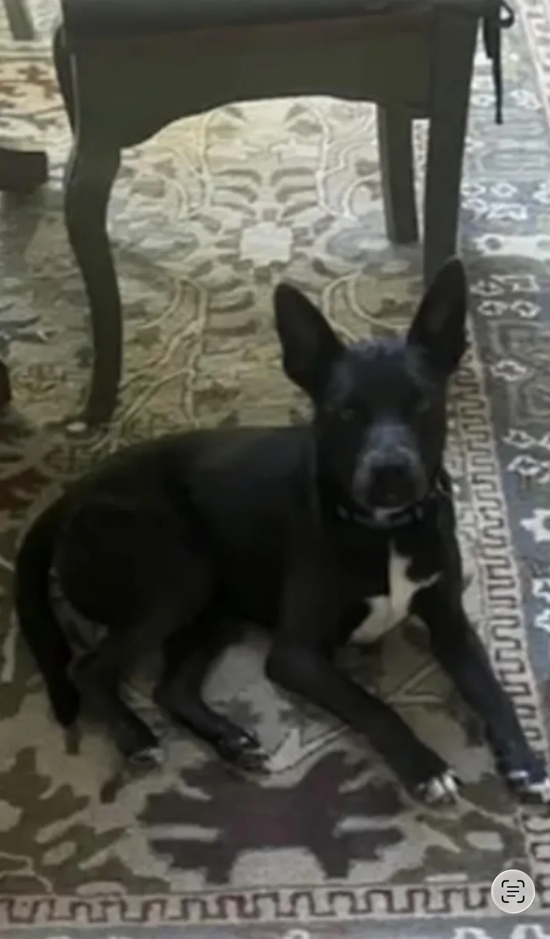 Zeus The Sweetest