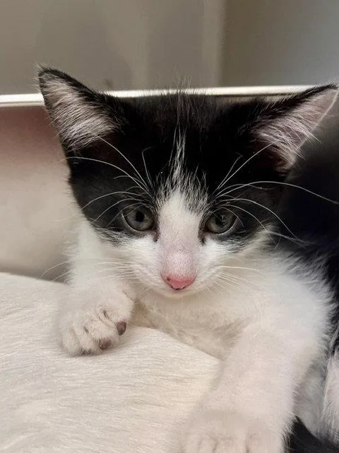 A baby small-sized female Domestic Short Hair cat named Bingo for adoption in Webster, WI
