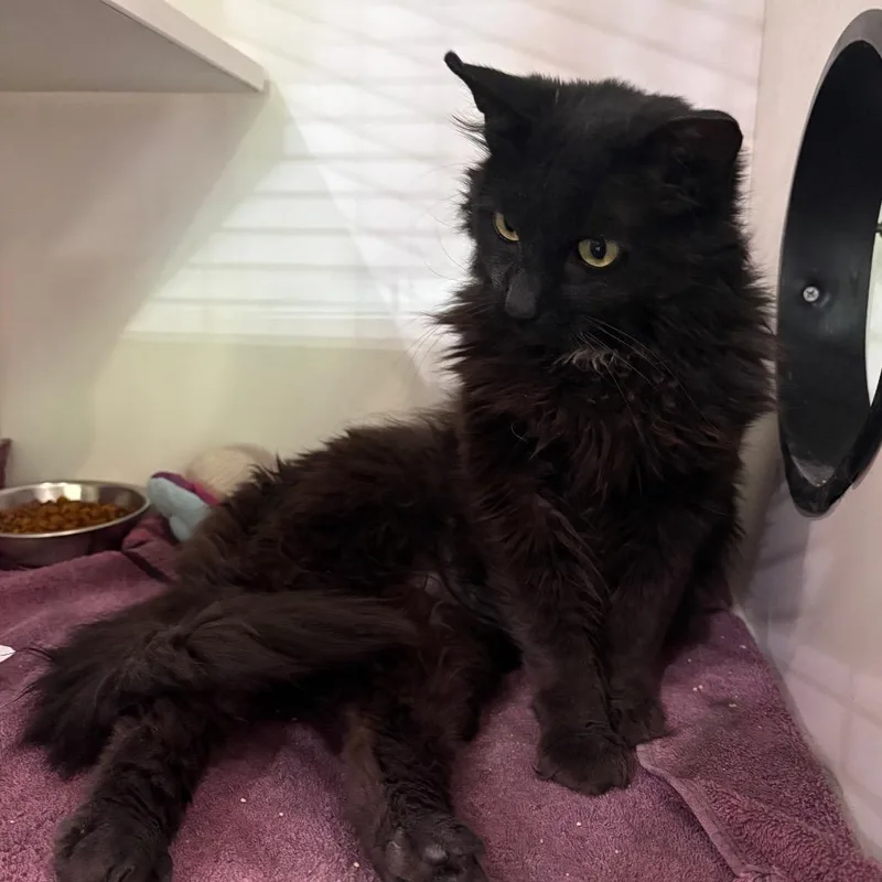 An adult medium-sized female Black Domestic Long Hair cat named Gwen for adoption in Oak Park, IL