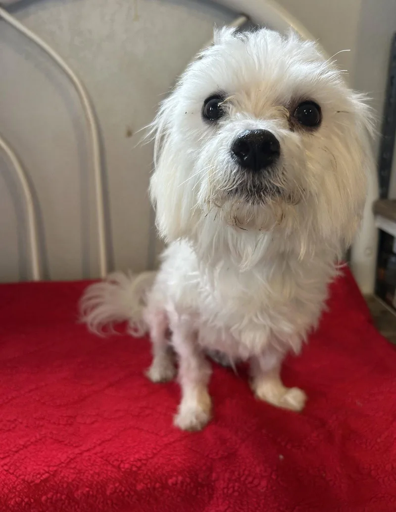 Falcor