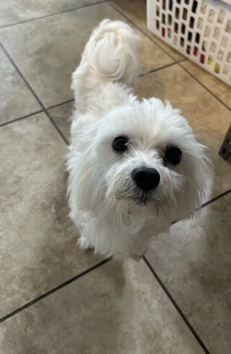 Falcor thumbnail 2