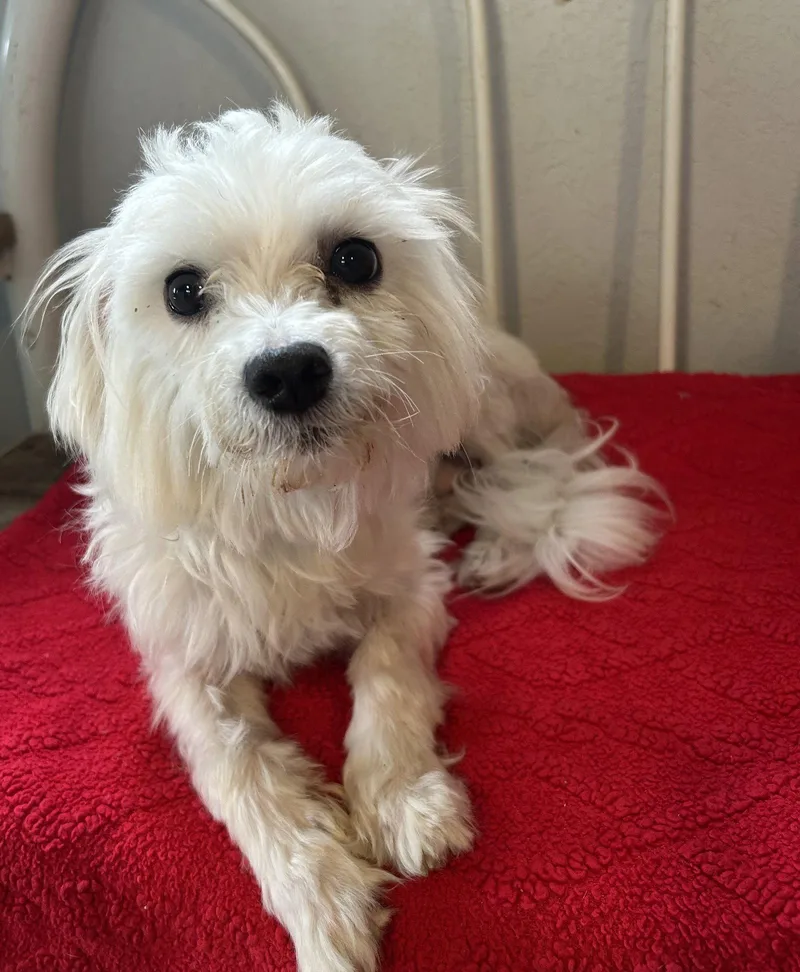 Falcor thumbnail 3