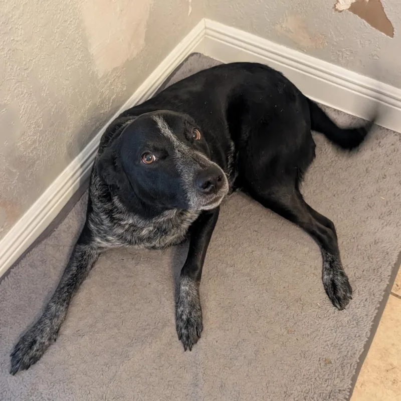 An adult medium-sized male Black Australian Cattle Dog / Blue Heeler dog named Bandit for adoption in Beaumont, TX
