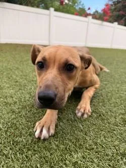 An adult medium-sized female Mixed Breed dog named Trixie for adoption in Savannah, GA