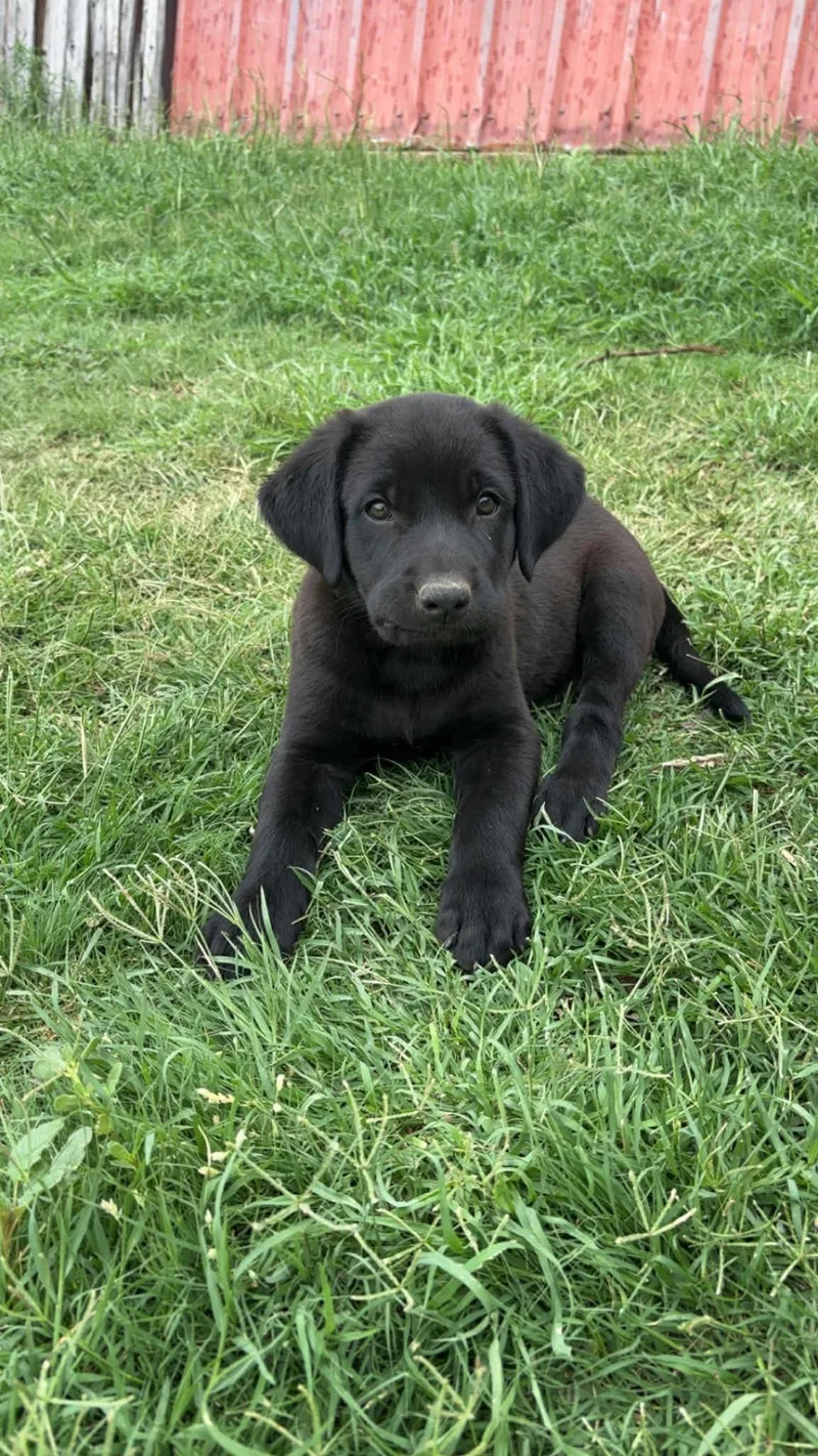 A young large-sized male Labrador Retriever dog named Liam for adoption in Grafton, WI