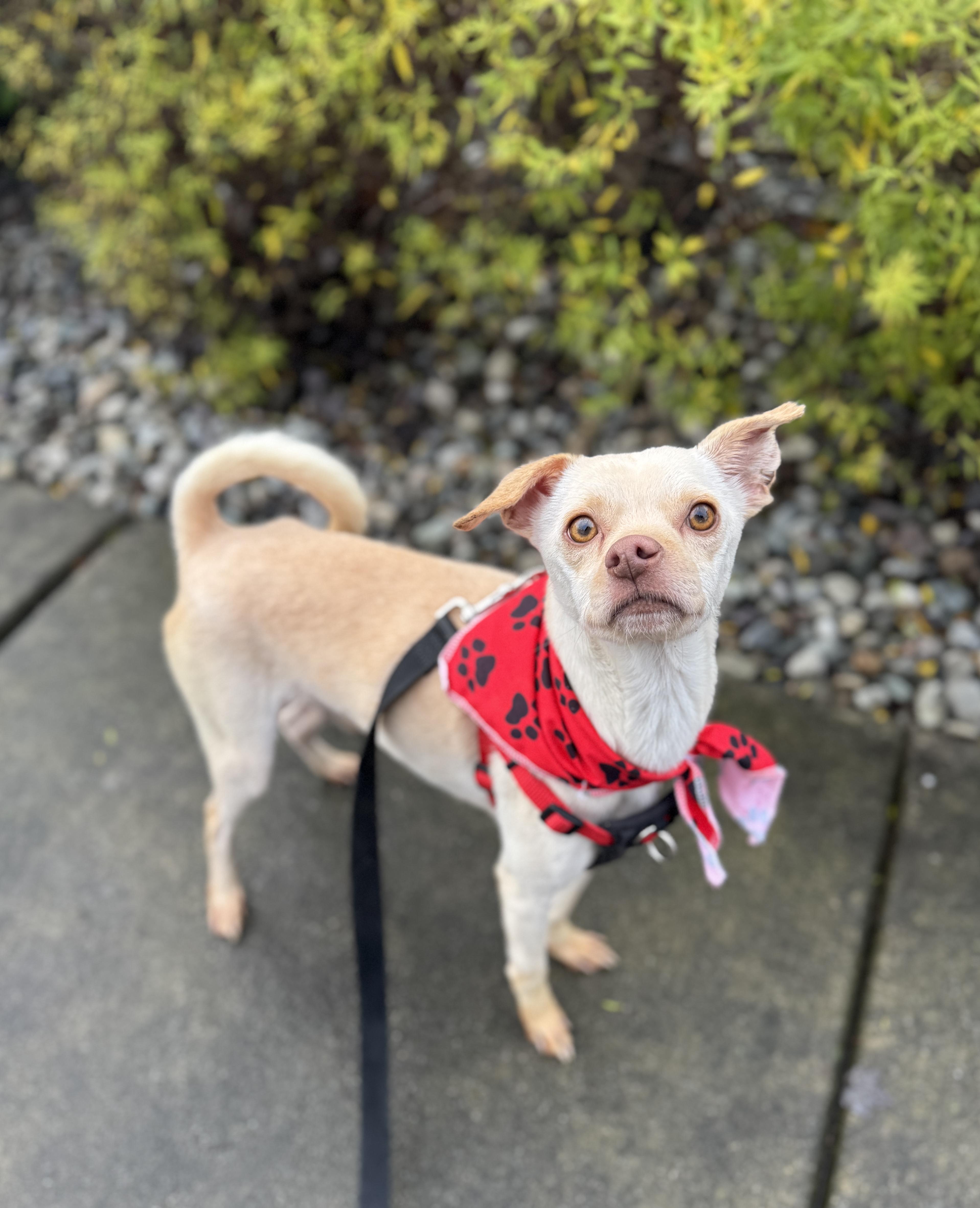 An adult small-sized male Yellow / Tan / Blond / Fawn Chihuahua dog named Aro for adoption in lynnwood , WA