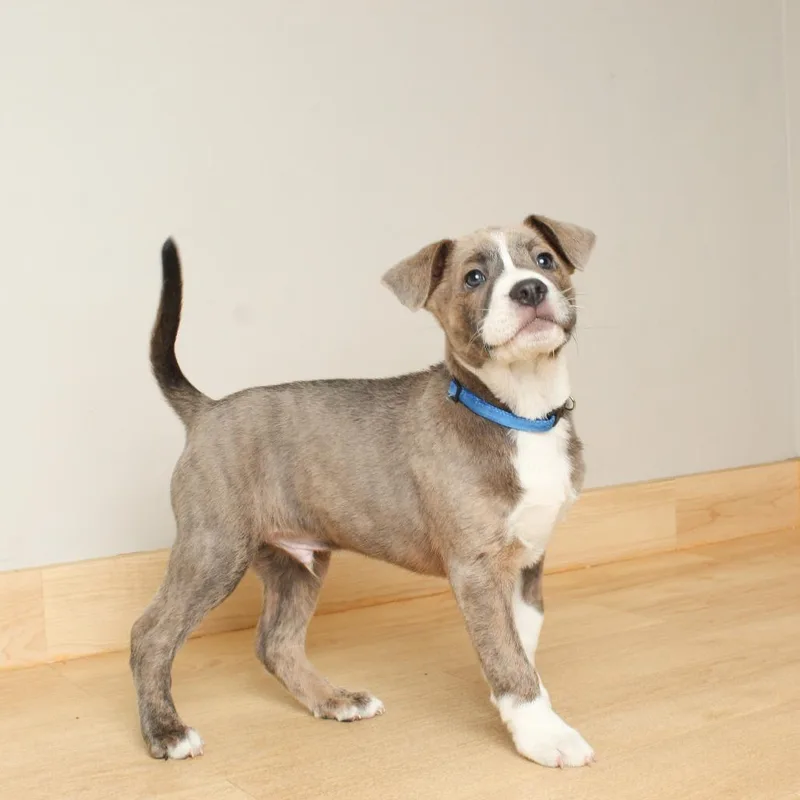 Whiskey D thumbnail 2