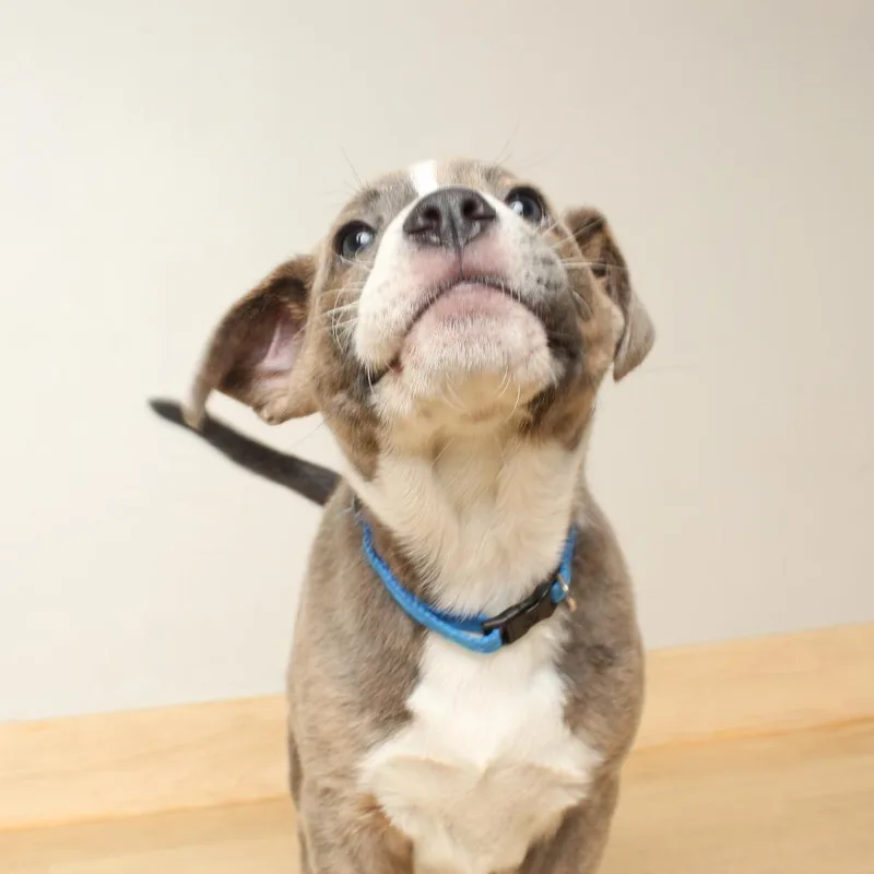 Whiskey D thumbnail 3