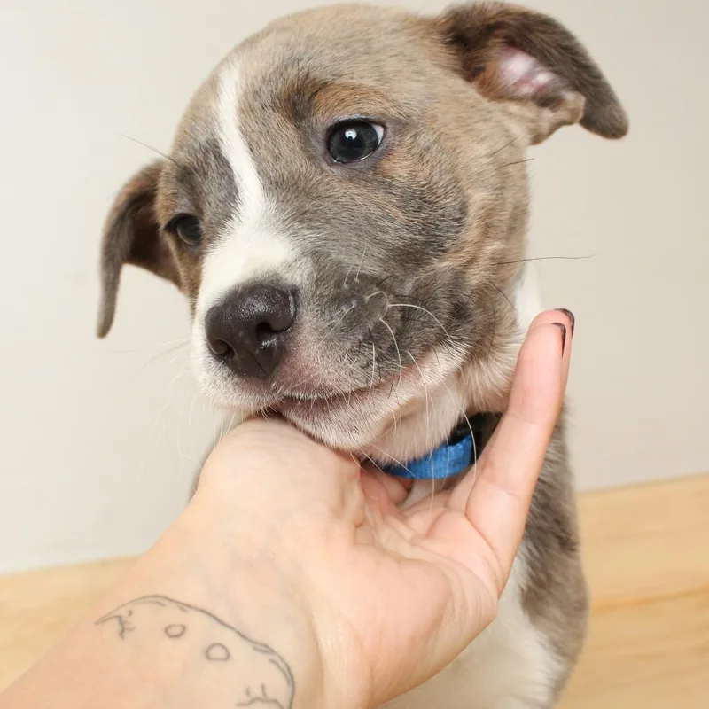 Whiskey D thumbnail 4