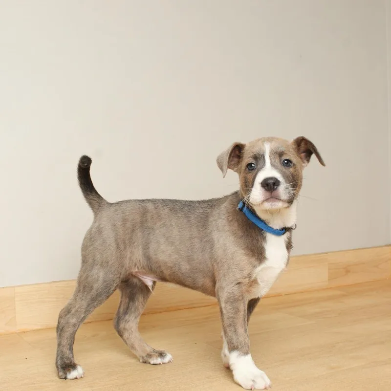 Whiskey D thumbnail 5