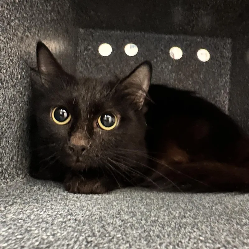 An adult medium-sized female Black Domestic Short Hair cat named Banjo for adoption in Edinburg, TX