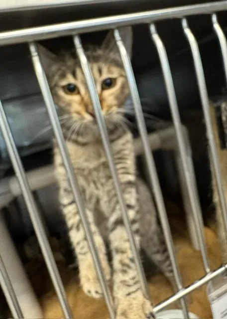 A young small-sized female Domestic Short Hair cat named Rabbit for adoption in Lynn Haven, FL