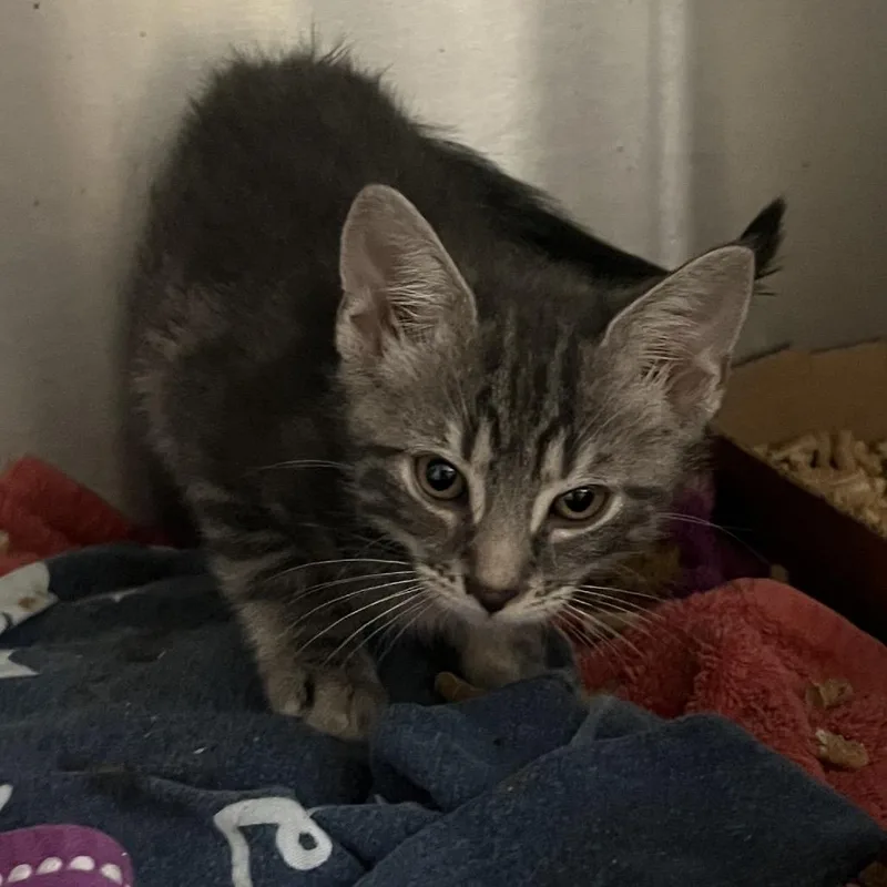 A baby small-sized male Gray / Blue / Silver Domestic Short Hair cat named Peachy Keen for adoption in Lynchburg, VA